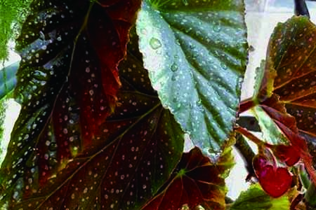 大叶海棠老枝怎么修剪