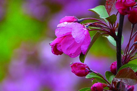海棠叶子干枯什么问题