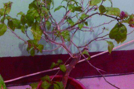 三角梅冬季落叶解决办法，冬天会开花吗？