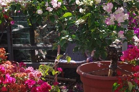 三角梅冬季落叶解决办法，冬天会开花吗？