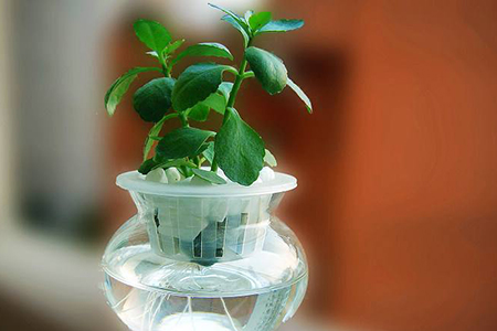 水养长寿花怎么种植茂盛