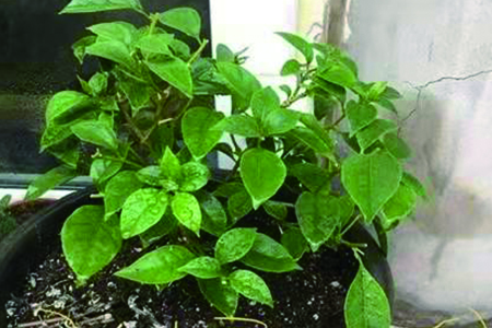 三角梅剪枝能插活吗