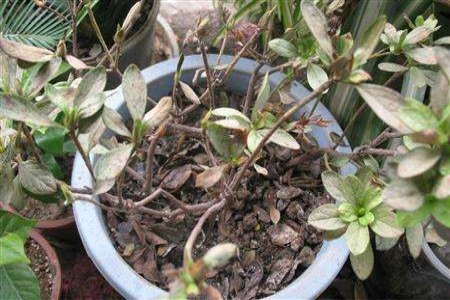 盆栽杜鹃花落叶解决办法？