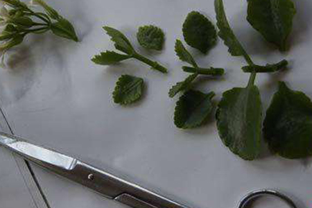 长寿花根杆发黑解决办法