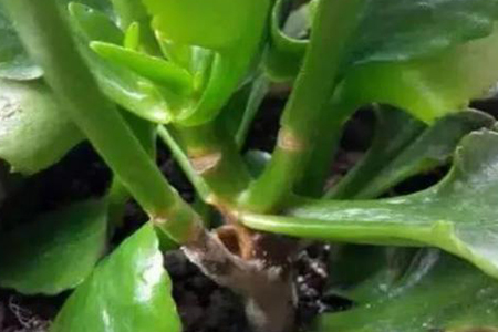 长寿花根杆发黑解决办法