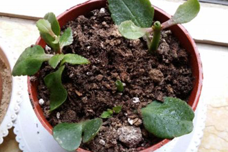 长寿花根杆发黑解决办法