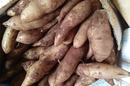 雪莲果怎么保存，可以保存多长？