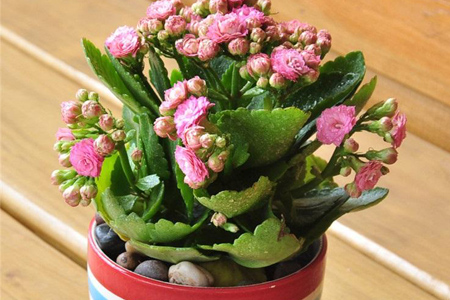 长寿花适合在室内养吗