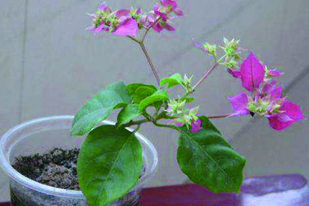 三角梅扦插怎么生根快,泡水几天就生根