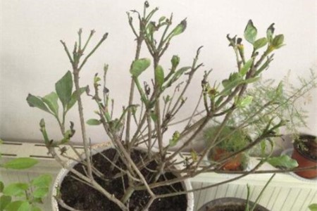 移栽的栀子花怎么修剪、过冬?