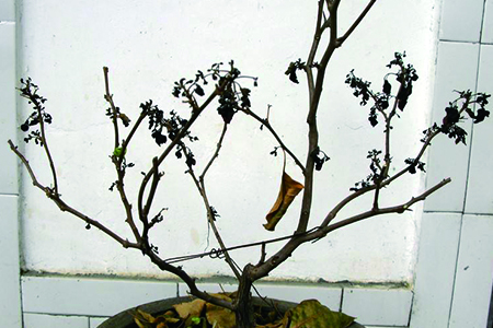 三角梅落叶可以剪枝吗