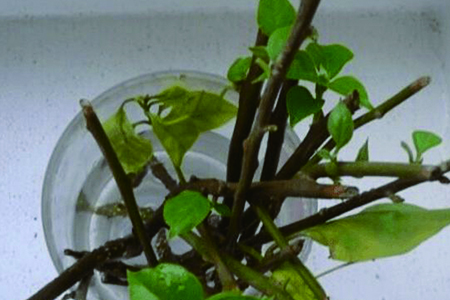 三角梅落叶可以剪枝吗