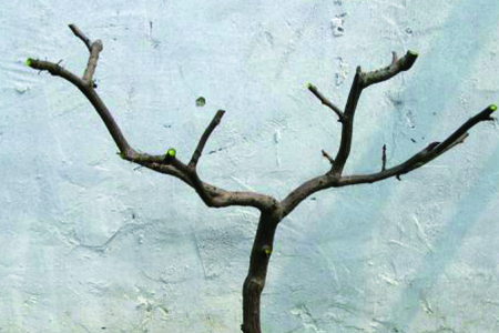 三角梅落叶可以剪枝吗