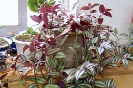 吊竹梅和紫竹梅有毒吗，家里养好吗？