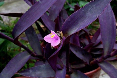 吊竹梅和紫竹梅有毒吗，家里养好吗？