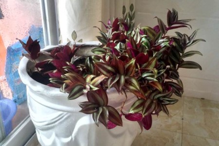 吊竹梅和紫竹梅有毒吗，家里养好吗？