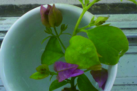 三角梅怎么用水生根