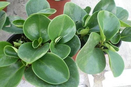 豆瓣绿叶子开裂怎么处理