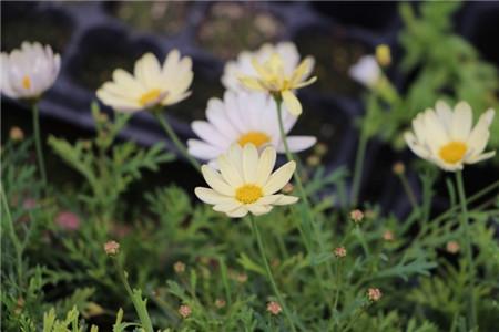 玛格丽特叶子发黄解决办法