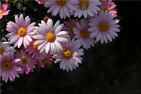 玛格丽特叶子发黄解决办法