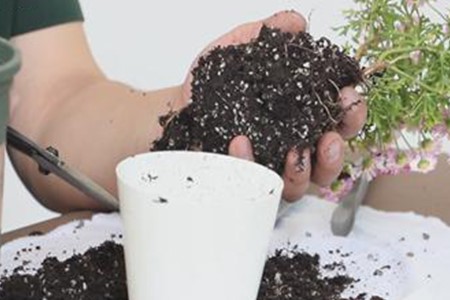 玛格丽特怎么换盆