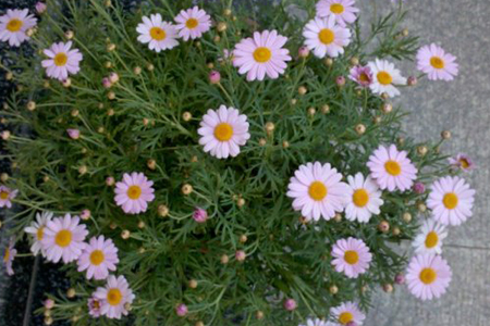 玛格丽特怎么换盆