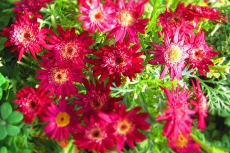 玛格丽特什么时候开花