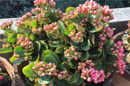 长寿花的养殖办法和注意些什么