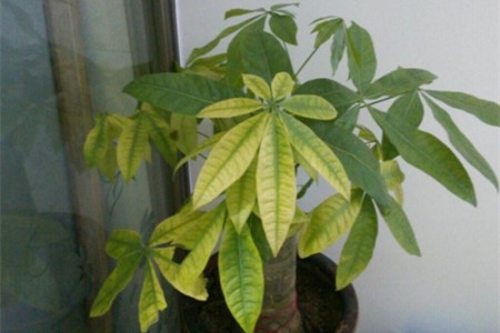 发财树叶子发黄解决办法