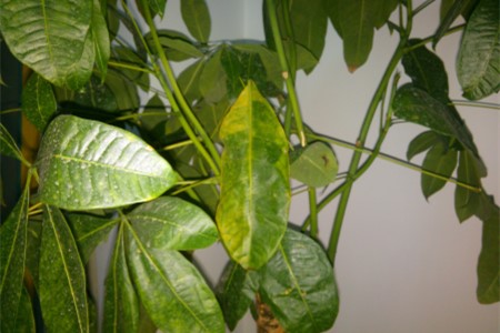 发财树叶子发黄解决办法