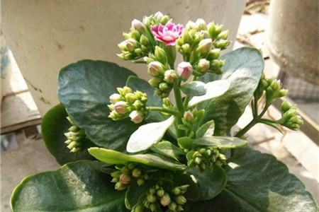 长寿花怎么种植才开花