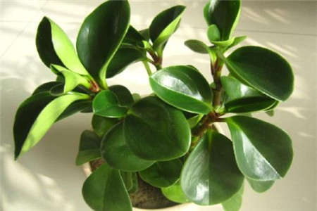 豆瓣绿怎么种植长得快