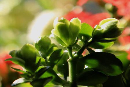 长寿花什么时候开花