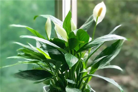 一帆风顺怎么种植