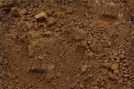 豆瓣绿用什么土养