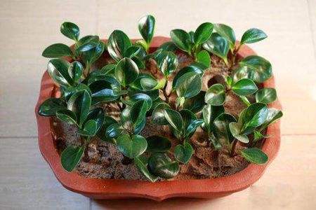 豆瓣绿用什么土养