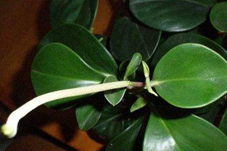 豆瓣绿怎么样修剪最漂亮