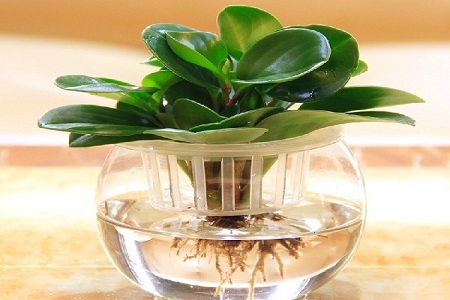 豆瓣绿怎么水培生根快