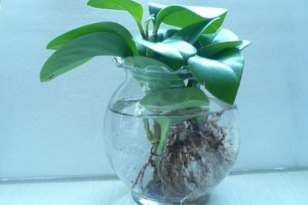 豆瓣绿怎么水培生根快