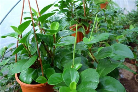 豆瓣绿怎么样修剪最漂亮