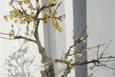 盆栽腊梅的养殖办法