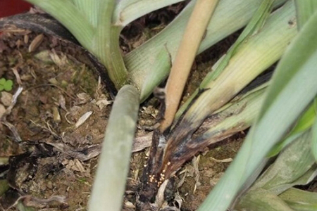 吊兰根部发黄解决办法