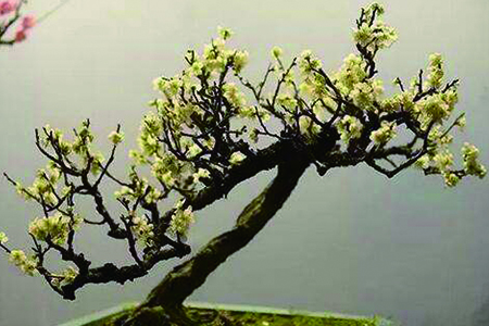 盆栽腊梅的养殖办法