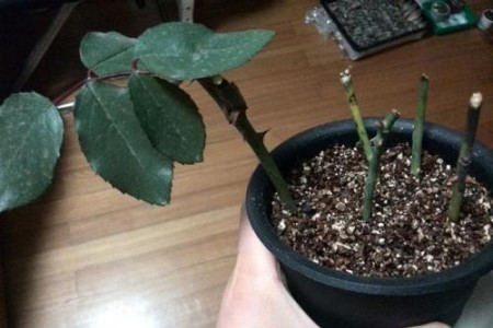 月季怎么扦插:最佳时间、办法及图解