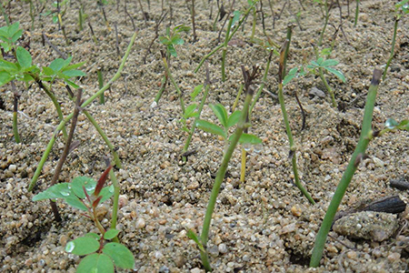 月季怎么扦插:最佳时间、办法及图解