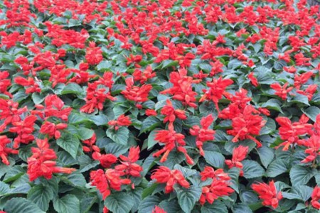 一串红的种植办法简述(种子种法、技巧、密度)