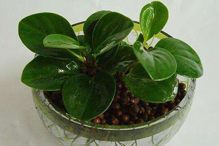 豆瓣绿和碧玉的区别