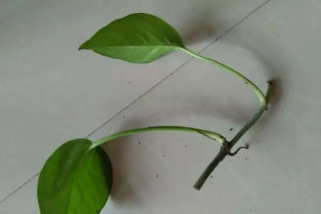 绿萝扦插从哪里剪(附剪断图解)