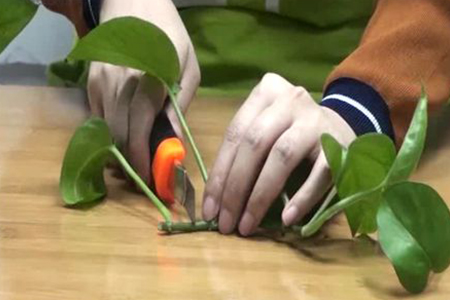 绿萝扦插从哪里剪(附剪断图解)