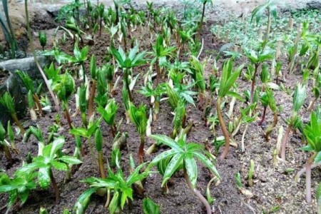 怎么种植重楼，多长成熟？